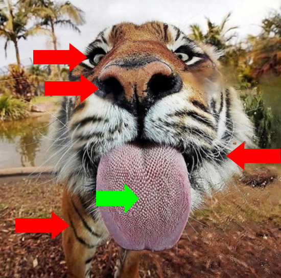 контрольные маркеры которые превращают котик и ИИ в тигра /опорные визуальные мракеры